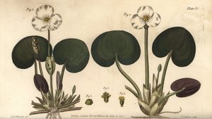 Frogbit, Hydrocharis morsus-ranae, Dioecia, planta fêmea 1,4, planta macho 2,3. Gravura em chapa de cobre colorida à mão por F. Sansom de uma ilustração botânica de Sydenham Edwards para as Palestras de Botânica de William Curtis, conforme entregue no Jard de Sydenham Teast Edwards