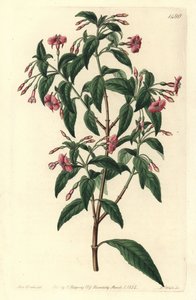 Fuschia variete - Fúcsia com haste, Fúcsia bacillaris. Híbrido natural entre Fuchsia microphylla subsp. microphylla e Fuchsia thymifolia subsp. thymifolia. Gravura em chapa de cobre colorida à mão por S. Watts depois de uma ilustração de Sarah Drake de Syd de Sydenham Teast Edwards