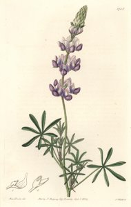 Garden Lupin, originalmente da Califórnia - S. Watts Strong Water, de uma ilustração de Sarah Anne Drake (1803-1857), do Botanical Register de Sydenham Teast Edwards