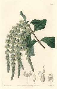 Garrya com folhas elípticas ou bolotas sedosas ou arbusto de urso - Água forte por S. Watts a partir de uma ilustração de Sarah Anne Drake (1803-1857), do Botanical Register