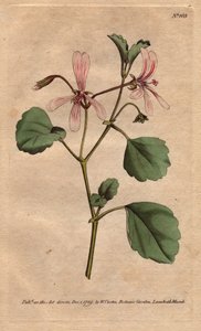 O gerânio tem folha de alecrim, com flores com veias de rosa, nativas da África do Sul. A conta do guindaste de sorrel com flores com veias cor-de-rosa. Um nativo do Cabo, África do Sul. Pelargonium acetosum. Gravura em chapa de cobre colorida à mão a part de Sydenham Teast Edwards