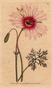 Geranium monsonia tem uma grande flor rosa claro e rosa escuro. Grande monsonia florida com flores rosa pálido e rosa profundo. Monsonia speciosa. Gravura em chapa de cobre colorida à mão a partir de uma ilustração botânica de Sydenham Edwards de "Botan" d de Sydenham Teast Edwards