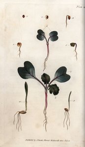 Germinação de sementes de rabanete, trigo mole e cevada comum. Gravura em cobre colorido, ilustração de Sydenham Edwards (1768-1819) para Conferências de Botanical, Jardim Botânico de Lambeth (Inglaterra) de Sydenham Teast Edwards