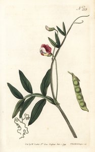 Gesse climene - Ervilhaca Espanhola, Lathyrus clymenum (Lathyrus articulatus, Lathyrus articulatus). Gravura em chapa de cobre colorida à mão por Sansom após uma ilustração de Sydenham Edwards da revista Botanical de William Curtis, Londres de Sydenham Teast Edwards