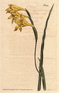 Glaieul tem flores amarelas em episódio e folhas em forma de espada. Floração amarela, floração quadrada, cornflag. Gladiolus tristis. Gravura em chapa de cobre colorida à mão a partir de uma ilustração botânica de Sydenham Edwards da "Botanical Magazine"  de Sydenham Teast Edwards