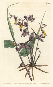 Globba radicalis (Ópera feminina, Mantisia salatoria). Gravura em chapa de cobre colorida à mão por F. Sansom Jr. depois de uma ilustração de Sydenham Edwards da revista botânica de William Curtis, T. Curtis, Londres. de Sydenham Teast Edwards