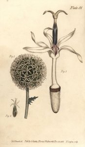 Globo cardo, Echinops sphaerocephalus, Polygamia segregata, flor 1, e flor única 2,3. Gravura em chapa de cobre colorida à mão por F. Sansom de uma ilustração botânica de Sydenham Edwards para as Lectures on Botany de William Curtis, conforme entregue no B de Sydenham Teast Edwards