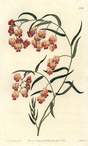 Dillwynia glicínica, Dillwynia glycinifolia. Gravura em chapa de cobre colorida à mão por S. Watts depois de uma ilustração de Miss Sarah Drake do Registo Botânico de Sydenham Edwards, Ridgeway, Londres de Sydenham Teast Edwards