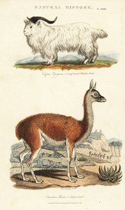 Cabra e Lama - Cabra de chifre longo, Capra aegagrus, e Lama, Lama glama (Glama camel, Camelus lama). Gravura em chapa de cobre colorida à mão depois de Sydenham Edwards de John Mason Good