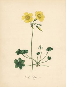 Sorrel de cabra-pé de madeira, Oxalis caprina. Extraído de uma ilustração de Sydenham Edwards na "Botanical Magazine" de William Curtis. Zincografia colorida à mão de C. Chabot desenhada por Miss M. A. Burnett a partir de sua "Plantae Utiliores: ou Ilustra de Sydenham Teast Edwards