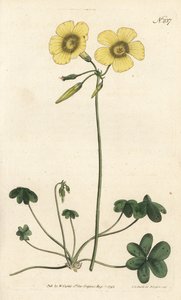 Pé de cabra - Pés de cabra - Sorrel de madeira de cabra, Oxalis caprina. Gravura em chapa de cobre colorida à mão por Sansom após ilustração de Sydenham Edwards rom William Curtis
