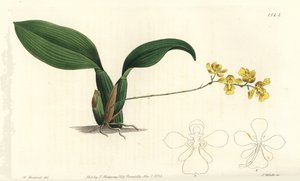 Gomesa cornigera orquídea (Horned oncidium, Oncidium cornigerum). Gravura em chapa de cobre colorida à mão por S. Watts após uma ilustração de William Herbert do Sydenham Edwards