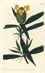 Taco de relva - Barleria de lupulina, Barleria lupulina. Gravura em chapa de cobre colorida à mão por S. Watts após uma ilustração de Sarah Drake do Sydenham Edwards