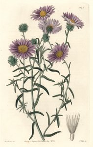 Gray Aster, originalmente da Califórnia - S. Watts Strong Water, de uma ilustração de Sarah Anne Drake (1803-1857), do Botanical Register de Sydenham Teast Edwards