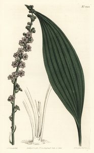 Teta de flor verde, teta de Peliosanthes. Gravura em chapa de cobre colorida à mão por F. Sansom Jr. após ilustração de Sydenham Edwards da revista Botanical Magazine de William Curtis, T. Curtis, Londres. de Sydenham Teast Edwards