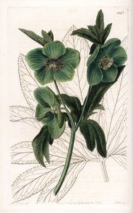 Green Flower Hellebore Variete - Gravada por S.Watts, de uma ilustração de Sarah Anne Drake (1803-1857), do Botanical Register of Sydenham Edwards (1768-1819), Inglaterra de Sydenham Teast Edwards