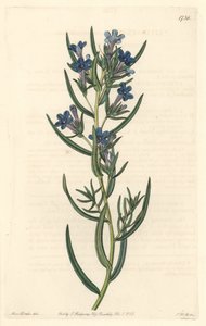 Gremil a rosemary leaves, nativo da Sicília - Water forte de S. Watts, de uma ilustração de Sarah Anne Drake (1803-1857), do Botanical Register de Sydenham Teast Edwards