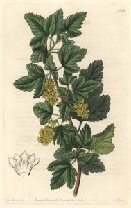 Groseillier, conhecido como Gadellier da Sibéria (Ribes diacanthum), natural do Chile - Water forte de S. Watts a partir de uma ilustração de Sarah Anne Drake (1803-1857), do Botanical Register de Sydenham Teast Edwards
