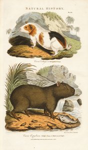 Porquinho-da-índia e capivara
