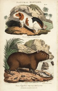 Cobaias e capivaras - Cobaias, Cavia porcellus e capivaras, Hydrochoerus hydrochaeris. Gravura em chapa de cobre colorida à mão depois de Sydenham Edwards de John Mason Good