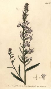 Heath lobelia, Lobelia urens, Polygamia monogamia. Gravura em chapa de cobre colorida à mão por F. Sansom de uma ilustração botânica de Sydenham Edwards para as Palestras de Botânica de William Curtis, conforme entregue no Jardim Botânico de Lambeth. de Sydenham Teast Edwards