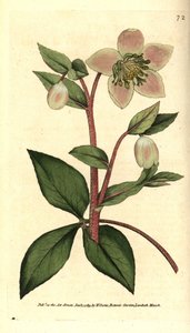 Hellebore (ellebore) lívido ou preto - Hellebore lívido ou roxo, Helleborus lívus. Gravura em chapa de cobre colorida à mão depois de uma ilustração botânica de James Sowerby da revista The Botanical Magazine de William Curtis, Lambeth Marsh, Londres. de Sydenham Teast Edwards