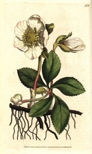 Hellebore (ellebore) noir ou rose de Noel - rosa de Natal ou hellebore preto, Helleborus niger. Gravura em chapa de cobre colorida à mão depois de uma ilustração botânica de Sydenham Edwards da revista The Botanical Magazine de William Curtis, Lambeth Mars de Sydenham Teast Edwards