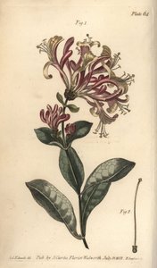 Madressilva, Lonicera caprifolium, Monogynia. Gravação em chapa de cobre colorida à mão por F. Sansom de uma ilustração botânica de Sydenham Edwards para as Palestras de Botânica de William Curtis, conforme entregue no Jardim Botânico de Lambeth
