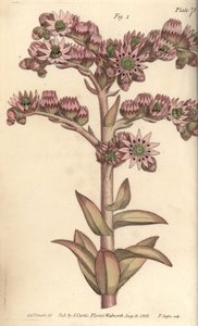 Houseleek, Sempervivum tectorum, Dodecagynia, flor hermafrodita com 12 pistilla. Gravura em chapa de cobre colorida à mão por F. Sansom de uma ilustração botânica de Sydenham Edwards para as Palestras de Botânica de William Curtis, conforme entregue no Jar de Sydenham Teast Edwards