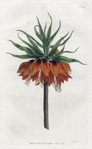 Imperial Fritillary or Imperial Crown - Litografia de Sydenham Edwards (1768-1819), Placa da revista Botanical de William Curtis (1746-1799) de Sydenham Teast Edwards