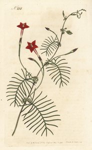 Ipomee quamoclite ou quamoclite pennee ou ipomee uma folha vermelha - Cypress vinha ou ipomoea alada, Ipomoea quamoclit. Gravura em chapa de cobre colorida à mão por Sansom após ilustração de Sydenham Edwards rom William Curtis