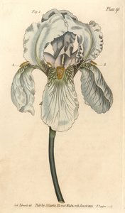 Iris florentina, Iris germanica nothovar. Gravura em chapa de cobre colorida à mão por F. Sansom de uma ilustração botânica de Sydenham Edwards para as Palestras de Botânica de William Curtis, conforme entregue no Jardim Botânico de Lambeth. de Sydenham Teast Edwards