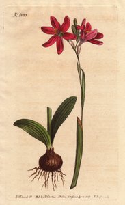 Ixia pink. da família dos lírios sul-africanos, descrita com bulbo e folhas. Ixia rosa rosa, uma bela flor rosa da família dos lírios da África do Sul, mostrada com bulbo e folhas à esquerda. Ixia latifolia (Ixia capillaris). Placa de cobre colorida à mão  de Sydenham Teast Edwards