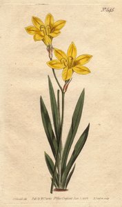 Cor de enxofre Ixia, com flores amarelo-limão brilhante. Ixia de cor enxofre, com flores amarelo-limão brilhante. Ixia bulbifera. Gravura em chapa de cobre colorida à mão a partir de uma ilustração botânica de Sydenham Edwards da "Botanical Magazine" de Wi de Sydenham Teast Edwards