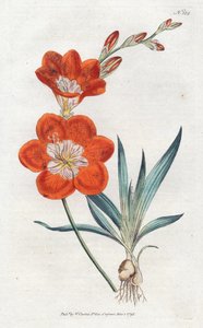 Ixie orangee - Litografia de Sydenham Edwards (1768-1819), prato da revista Botanical Magazine de William Curtis (1746-1799) de Sydenham Teast Edwards