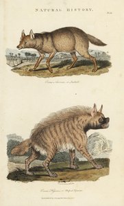 Chacal e hiena - Chacal dourado, Canis aureus, e hiena listrada, Hyaena hyaena. Gravura em chapa de cobre colorida à mão depois de Sydenham Edwards de John Mason Good