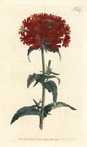 Jerusalem Cross - Amor ardente, Silene chalcedonica (Scarlet lychnis, Lychnis chalcedonica). Gravura em chapa de cobre colorida à mão por Sansom depois de uma ilustração de Sydenham Edwards da revista Botanical de William Curtis, Londres de Sydenham Teast Edwards