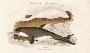 Baleia assassina e baleia beluga de Sydenham Teast Edwards