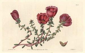 Cavaleiro de flor grande ou de onze horas, nativo do Chile - S. Watts água forte de uma ilustração de Sarah Anne Drake (1803-1857), do Botanical Register