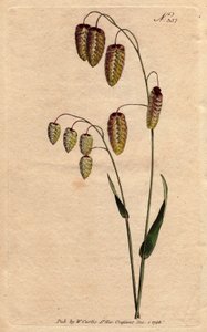 Grandes brilhos, relva, com sementes douradas apoiadas no pé. Origem: Espanha e Itália. Grande erva trepadeira, com sementes douradas inclinadas sobre o caule. Nativo de Espanha e Itália. Briza Maxima.Gravura em chapa de cobre colorida à mão a partir de um de Sydenham Teast Edwards