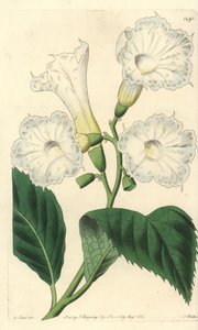 Cordia de flor grande - Cordia de flor grande, Cordia grandiflora. Gravura em chapa de cobre colorida à mão por S. Watts após ilustração de M. Hart do Sydenham Edwards