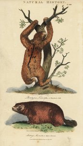 Lazy tridactyl ou ai e marmota - Preguiça de três dedos, Bradypus tridactylus, e marmota alpina, Marmota marmota (Arctonys marmota). Gravura em chapa de cobre colorida à mão depois de Sydenham Edwards da Pantologia de John Mason Good, uma Nova Enciclopédia