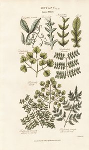 Formas e disposições das folhas de Sydenham Teast Edwards