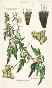 Liane heart of India ou ervilhas de coeur et deux variete de mousses - Balloon plant or smooth heart-seed, Cardiospermum halicacabum, close-leaved fern fork-moss, Dicranum osmundioides, e brown fork-moss, Dicranum fuscescens. Placa de cobre colorida à mão  de Sydenham Teast Edwards