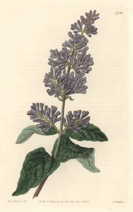 Lilás da Hungria - Água forte de S. Watts, de uma ilustração de Sarah Anne Drake (1803-1857), do Botanical Register de Sydenham Teast Edwards