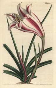 Lily Variete - Lírio da Costa do Cabo, Crinum ornatum (Amaryllis ornata). Gravura em chapa de cobre colorida à mão por F. Sansom Jr. após ilustração de Sydenham Edwards da revista Botanical Magazine de William Curtis, T. Curtis, Londres. de Sydenham Teast Edwards