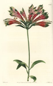 Lírio dos Incas ou Peru (alstroemere ou alstroemerie) - Lírio peruano, Alstroemeria pulchella (Parrot alstroemeria, Alstroemeria psittacina). Gravura em chapa de cobre colorida à mão por S. Watts depois de uma ilustração de M. Hart do Botanical de Sydenham