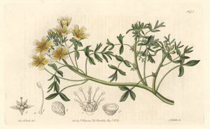 Limnanthe, originalmente da Califórnia - S. Watts Strong Water, de uma ilustração de Sarah Anne Drake (1803-1857), do Botanical Register de Sydenham Teast Edwards