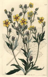 Cinquefolia longifolia variete - Potentilla longifolia (Cinquefólio viscoso viscoso viscoso viscoso). Gravura em chapa de cobre colorida à mão por S. Watts após uma ilustração de M. Hart do Sydenham Edwards