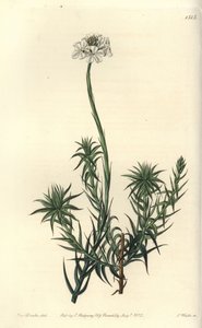 Sphenotoma de folhas longas, Sphenotoma capitatum. Gravura em chapa de cobre colorida à mão por S. Watts depois de uma ilustração de Miss Sarah Drake do Registo Botânico de Sydenham Edwards, Ridgeway, Londres de Sydenham Teast Edwards